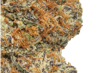 What Is the Cadillac Rainbow Flower & How to Buy a Good One for You?