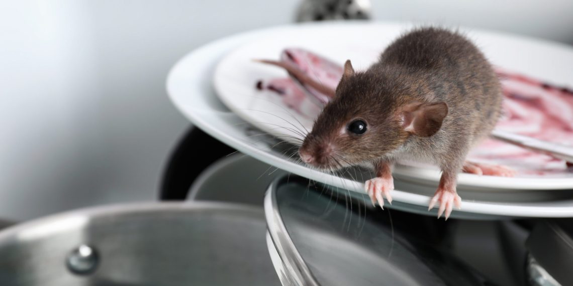 Rat Removal Under Deck and Basements: Effective Strategies for Safe Rodent Control