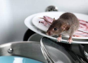 Rat Removal Under Deck and Basements: Effective Strategies for Safe Rodent Control