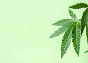 Is Cannabis Crop Insurance Mandatory in All States?