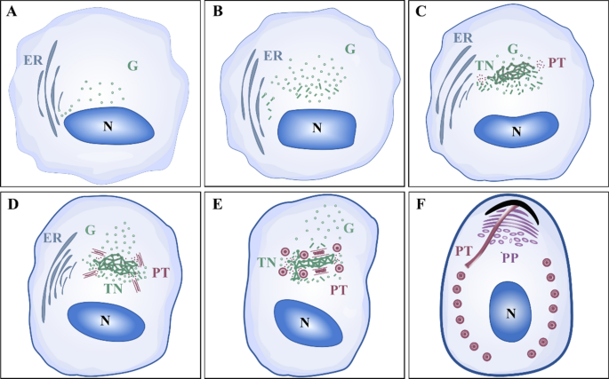 How Does Microsporidia Like to Travel? What Science Reveals