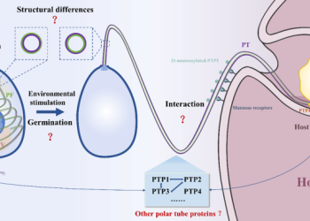 How Does Microsporidia Like to Travel? What Science Reveals