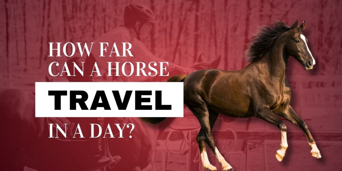 How Far Can a Horse Travel in a Day? Daily Riding Limits