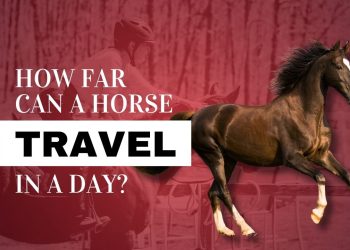 How Far Can a Horse Travel in a Day? Daily Riding Limits
