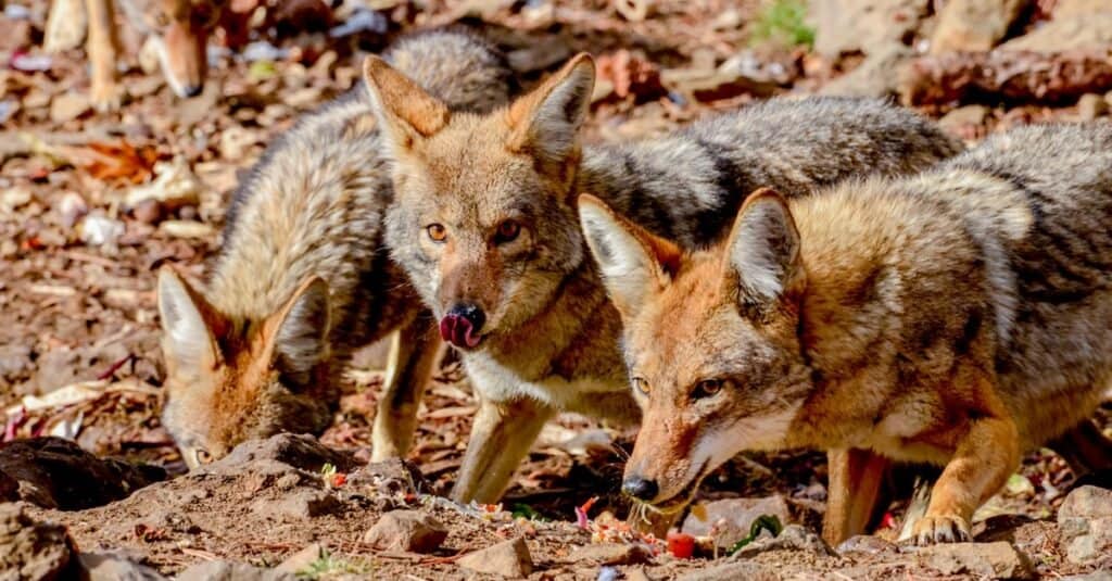 Do Coyotes Travel in Packs? What You Need to Know Now