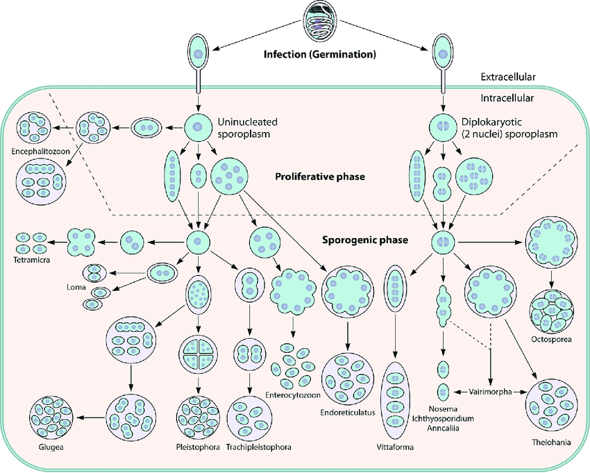 How Does Microsporidia Like to Travel? What Science Reveals