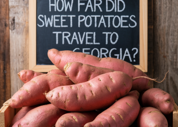 How Far Did Sweet Potatoes Travel to Georgia? Find Out Here