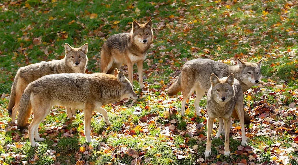 Do Coyotes Travel in Packs? What You Need to Know Now