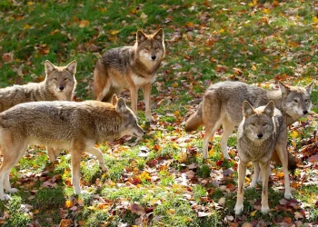 Do Coyotes Travel in Packs? What You Need to Know Now