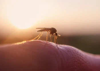 How Far Do Mosquitoes Travel in a Day? Find Out Here!