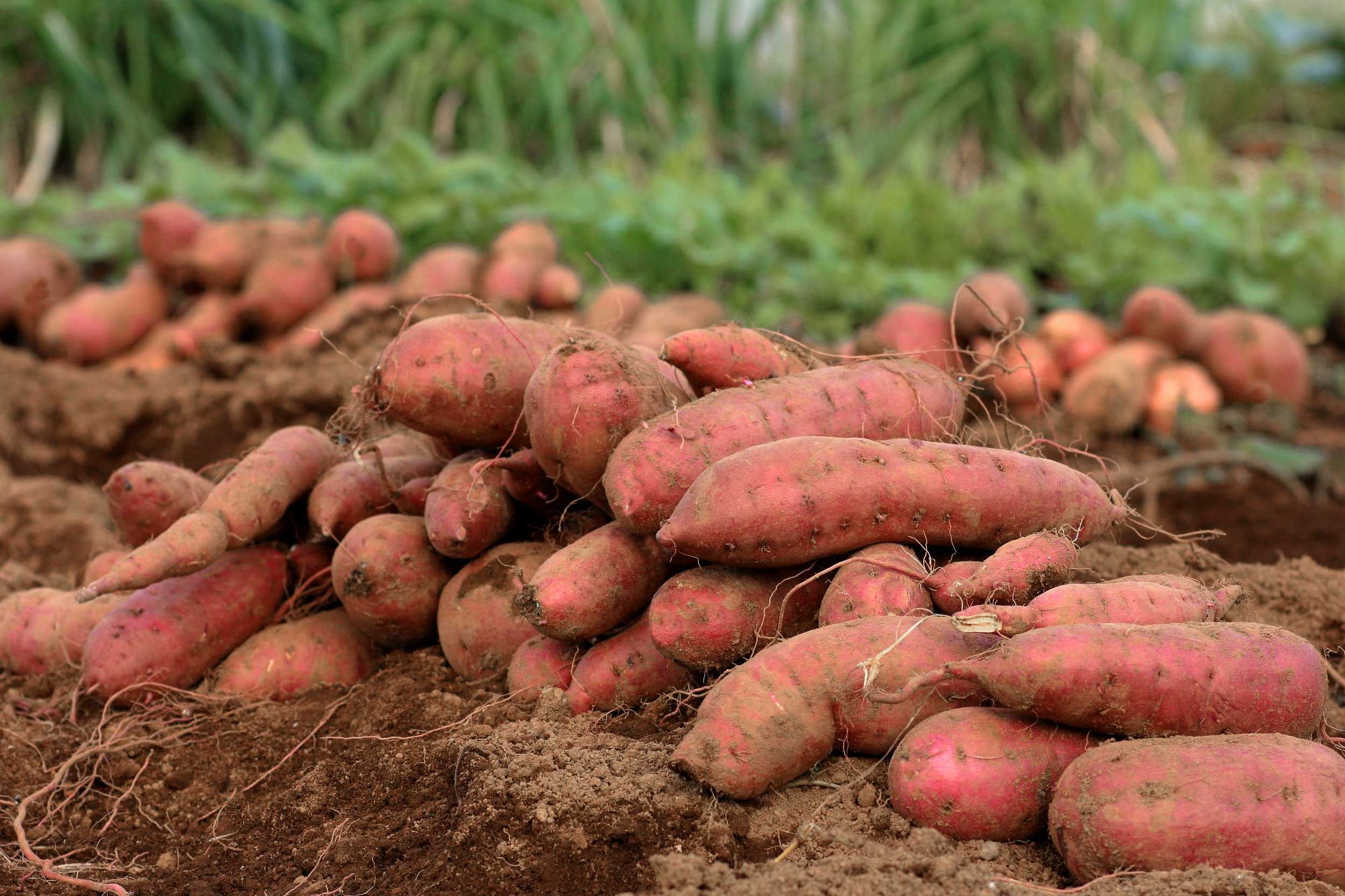 How Far Did Sweet Potatoes Travel to Georgia? Find Out Here