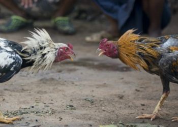 EE88 – Sharing Proven Tips for Winning Big in Online Cockfighting