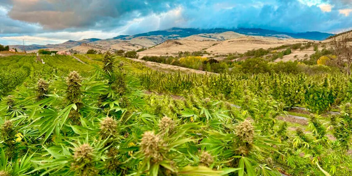 THCA Carts vs. Traditional Vape Options: Why Choose THCA