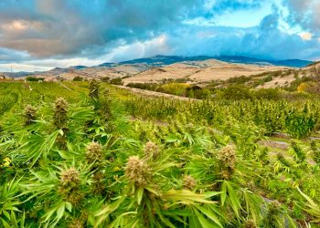 THCA Carts vs. Traditional Vape Options: Why Choose THCA