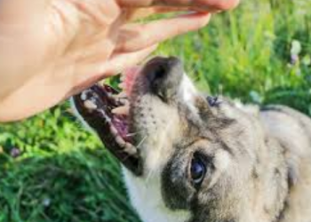 How Can a Dog Bite Attorney in Charlotte for Serious Injuries Explain Your Legal Options