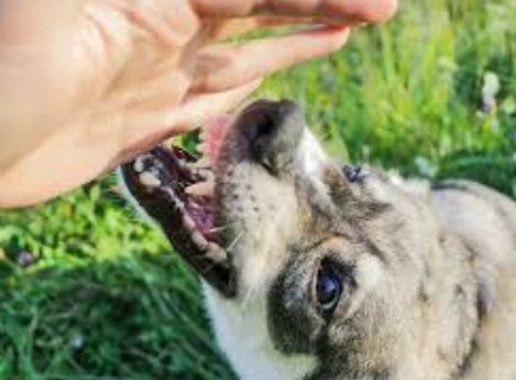 How Can a Dog Bite Attorney in Charlotte for Serious Injuries Explain Your Legal Options